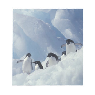 Antarktika. Adeliepinguine Notizblock