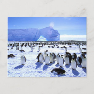 Antarktika, Antarktische Halbinsel, Weddell-Meer,  Postkarte