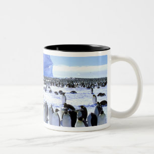 Antarktika, Antarktische Halbinsel, Weddell-Meer,  Zweifarbige Tasse