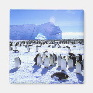 Antarktika, Antarktische Halbinsel, Weddellmeer, 5 Magnet