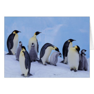 Antarktika, Kaiser-Pinguine