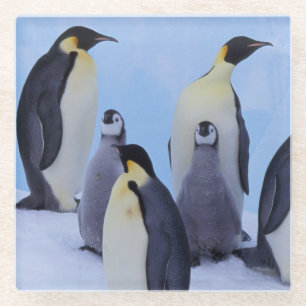 Antarktika, Kaiser-Pinguine Glasuntersetzer