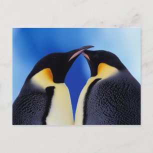 Antarktika, Kaiser-Pinguine Postkarte