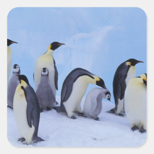 Antarktika, Kaiser-Pinguine Quadratischer Aufkleber