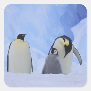 Antarktika. Kaiser-Pinguine und Küken Quadratischer Aufkleber