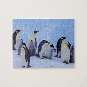 Antarktika, Kaiserpinguine