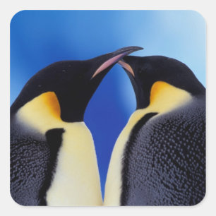 Antarktika, Kaiserpinguine Quadratischer Aufkleber