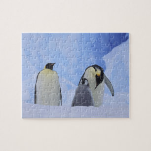 Antarktika. Kaiserpinguine und Küken