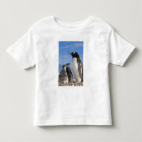 Antarktika, Neko Cove (Hafen). Gentoo Pinguin 2