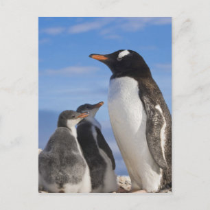 Antarktika, Neko Cove (Hafen). Gentoo Pinguin 2 Postkarte