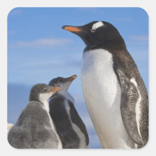 Antarktika, Neko Cove (Hafen). Gentoo Pinguin 2 Quadratischer Aufkleber