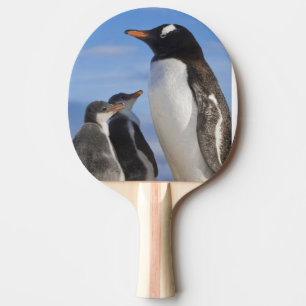 Antarktika, Neko Cove (Hafen). Gentoo Pinguin 2 Tischtennis Schläger