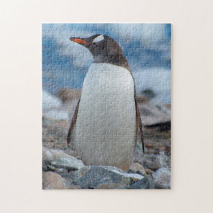 Antarktika. Neko-Hafen. Gentoo-Pinguin