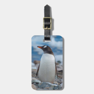 Antarktika. Neko-Hafen. Gentoo-Pinguin Gepäckanhänger