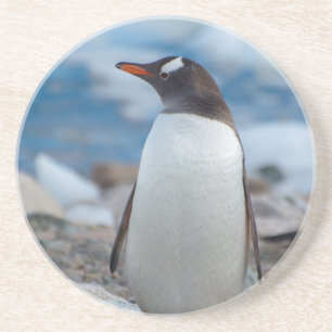 Antarktika. Neko-Hafen. Gentoo-Pinguin Getränkeuntersetzer