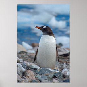 Antarktika. Neko-Hafen. Gentoo-Pinguin Poster