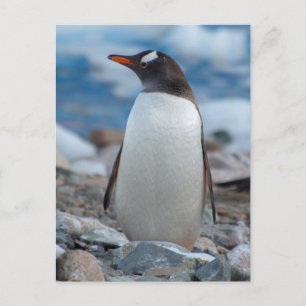 Antarktika. Neko Hafen. Gentoo Pinguin Postkarte