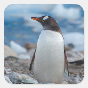 Antarktika. Neko-Hafen. Gentoo-Pinguin Quadratischer Aufkleber