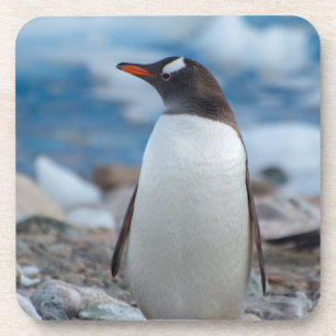Antarktika. Neko-Hafen. Gentoo-Pinguin Untersetzer