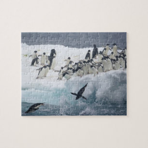 Antarktika, Paulet-Insel. Adeliepinguine