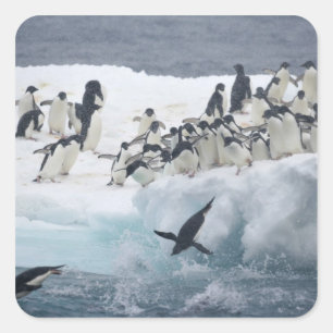 Antarktika, Paulet-Insel. Adeliepinguine Quadratischer Aufkleber
