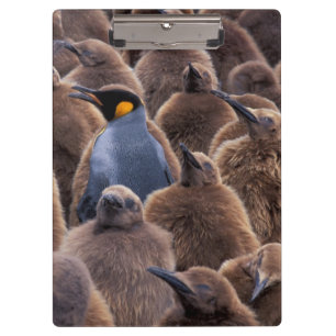 Antarktika, South Georgia Island, Königspinguine Klemmbrett