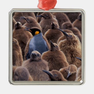 Antarktika, South Georgia Island, Königspinguine Ornament Aus Metall