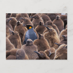Antarktika, South Georgia Island, Königspinguine Postkarte