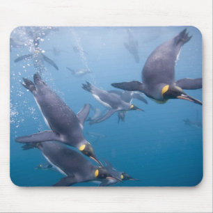 Antarktika, South Georgia Island (UK), 2 Mousepad