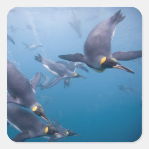 Antarktika, South Georgia Island (UK), 2 Quadratischer Aufkleber
