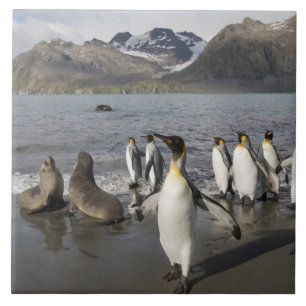 Antarktika, South Georgia Island (UK), Antarktis 2 Fliese