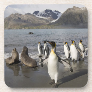 Antarktika, South Georgia Island (UK), Antarktis 2 Getränkeuntersetzer