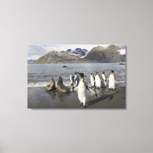 Antarktika, South Georgia Island (UK), Antarktis 2 Leinwanddruck