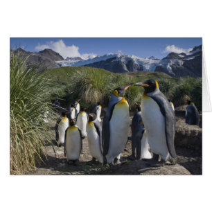 Antarktika, South Georgia Island (UK), König
