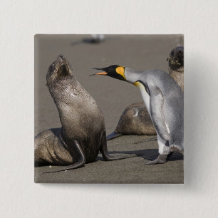 Antarktika, South Georgia Island (UK), König 3 Button