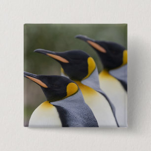 Antarktika, South Georgia Island (UK), König Button