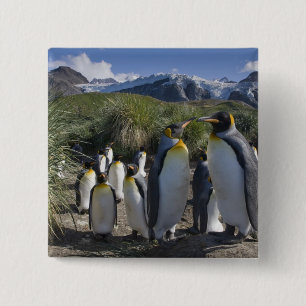 Antarktika, South Georgia Island (UK), König Button