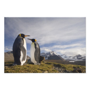 Antarktika, South Georgia Island (UK), König Fotodruck
