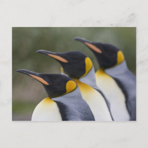 Antarktika, South Georgia Island (UK), König Postkarte