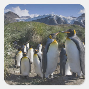 Antarktika, South Georgia Island (UK), König Quadratischer Aufkleber
