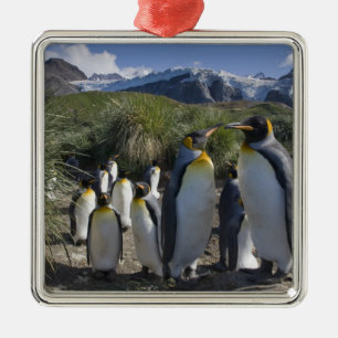 Antarktika, South Georgia Island (UK), König Silbernes Ornament