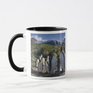 Antarktika, South Georgia Island (UK), König Tasse