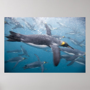 Antarktika, South Georgia Island UK Poster