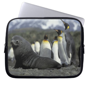 Antarktika, Südgeorgien-Insel. Antarktischer Seebä Laptopschutzhülle