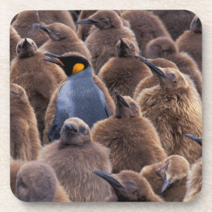 Antarktika, Südgeorgien, Königspinguine Getränkeuntersetzer