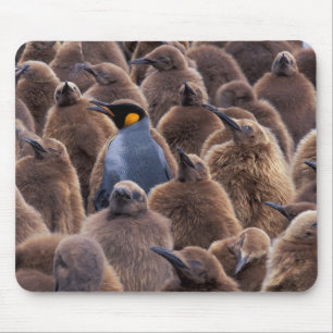 Antarktika, Südgeorgien, Königspinguine Mousepad