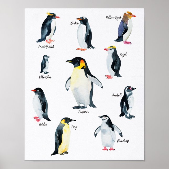 " Antarktis: 2021/heute - PINGUIN Arten ... Poster (Vorne)