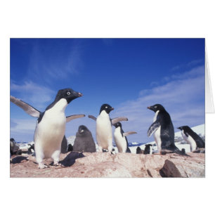 Antarktis, Adelie Penguin Pygoscelis