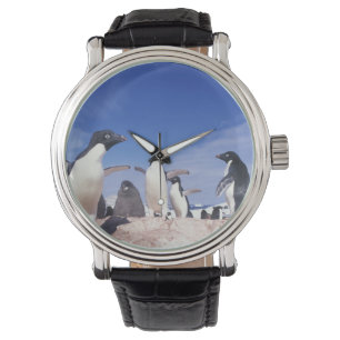 Antarktis, Adelie Penguin Pygoscelis Armbanduhr