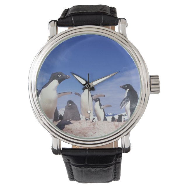 Antarktis, Adelie Penguin Pygoscelis Armbanduhr (Vorderseite)